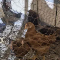 جوجه خونگی