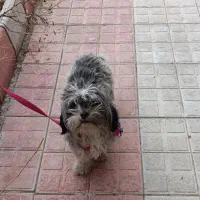 سگ شیتزو عروسکی پاکوتا