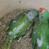 مرکز تخصصی طوطی سانان کیانشاه|پرنده|نیشابور, هفده شهریور|دیوار