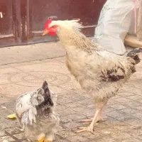 مرغ و خروس محلی