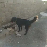 سگ جوان|سگ|قم, بوستان جوان|دیوار