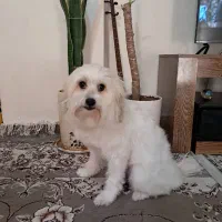 واگذاری رایگان