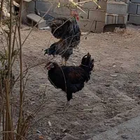 جوجه خروس وجوجه مرغ تخمی جوان