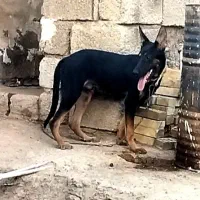 واگذاری غیر رایگان سگ ژرمن دوبرمن