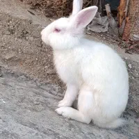 دو تا خرگوش چشم قرمز