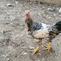 مرغ و خروس فروشی