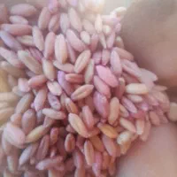 بذرگندم سرداری به سم و بذر مال آغشته شده