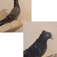 کفتر