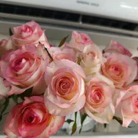 گل طبیعی|گل و گیاه طبیعی|قزوین, |دیوار