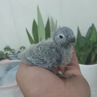 جوجه گرینچیک سرلاکی