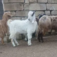 ۴عدده بزغاله