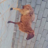 میش جوان کاور بره آبستن