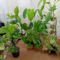 گل طبیعی|گل و گیاه طبیعی|چناران, |دیوار