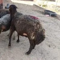 گوسفند بره نر60 کیلو