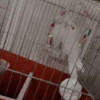 فروشی|پرنده|جیرفت, |دیوار