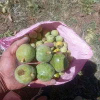 3تن گردو یدست