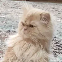 پرشین