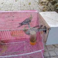 یک جفت عروس هلندی به شرط تخم|پرنده|مشهد, قائم|دیوار