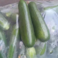 خیار|خوردنی و آشامیدنی|کهریزک, |دیوار