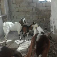 یک عدد کهره نری شهری در گیاهدان