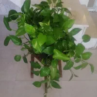 فروش ویژه گل پتوس آویزی فوق العاده زیبا