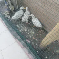 اردک سالم و بزرگ