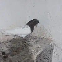 ۲ عددطوقی تازه صیدشده