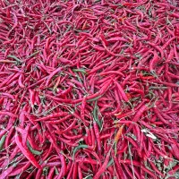 فلفل تند|خوردنی و آشامیدنی|شیراز, شهرک مهدیآباد|دیوار