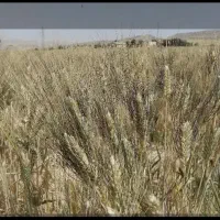 گندم شبرنگ بوجار شده و سم زده|عمدهفروشی|کوهدشت, |دیوار