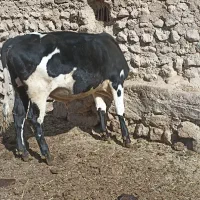 گوساله نر چاق|حیوانات مزرعه|اقلید, |دیوار