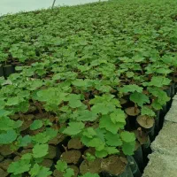 نهال موندراپ درجه یک قیمت 120