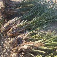 صفر تا صد خدمات نخل و باغبانی و پاجوش موجود است .|خدمات باغبانی و درختکاری|رامشیر, |دیوار