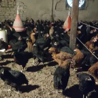 جوجه مرغ و خروس محلی سیاه۳ماهه|حیوانات مزرعه|مشهد, شهید احمدی روشن|دیوار