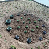 خدمات باغبانی،کشاورزی،فضای سبز|خدمات باغبانی و درختکاری|قم, انسجام|دیوار