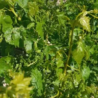 باغ انگور ۱۰ ساله|فروش زمین و ملک کلنگی|لیلان, |دیوار