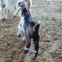 بزغاله شیری|حیوانات مزرعه|مهران (ایلام), |دیوار