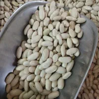 فروش حبوبات