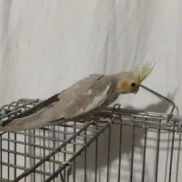 عروس هلندی آهویی