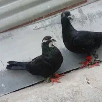یک‌‌جفت‌ زاغ