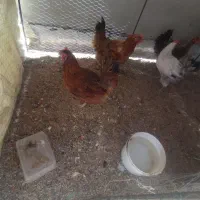 مرغ خونگی