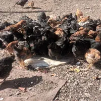 نیمچه ۷۵ روزه