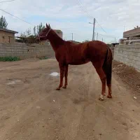 اسب ترکمن|اسب و تجهیزات اسب‌سواری|گنبد کاووس, |دیوار