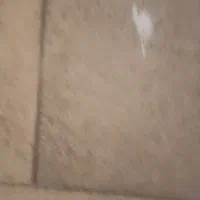 درود عروس هلندی سفید گم کردم