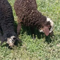 2راس بره خرج خورنر