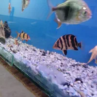 ماهی تایگر سوماترا