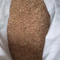 ۶تن گندم ابی سالار رقم مادربوجاری شده۲۶۰۰۰|خدمات باغبانی و درختکاری|زنجانرود, |دیوار