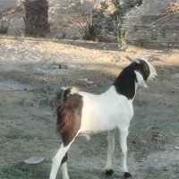 بز نر داشتی و گوشتی نسل دوقلو پاکستانی|حیوانات مزرعه|نیک شهر, |دیوار