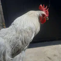 خروس فانتزی|پرنده|رشت, دروازه لاکان|دیوار