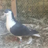 جفت نر ساده سیاه زدوخوردی بدون عیب ایراد