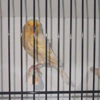 قناری ماده فائو آماده پاکسازی شده|پرنده|بهبهان, |دیوار